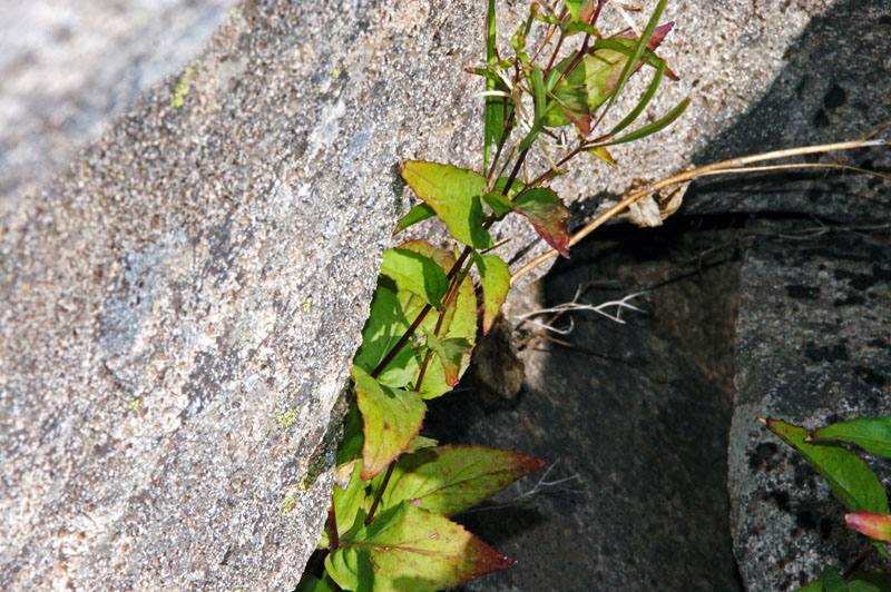 Epilobium montanum
